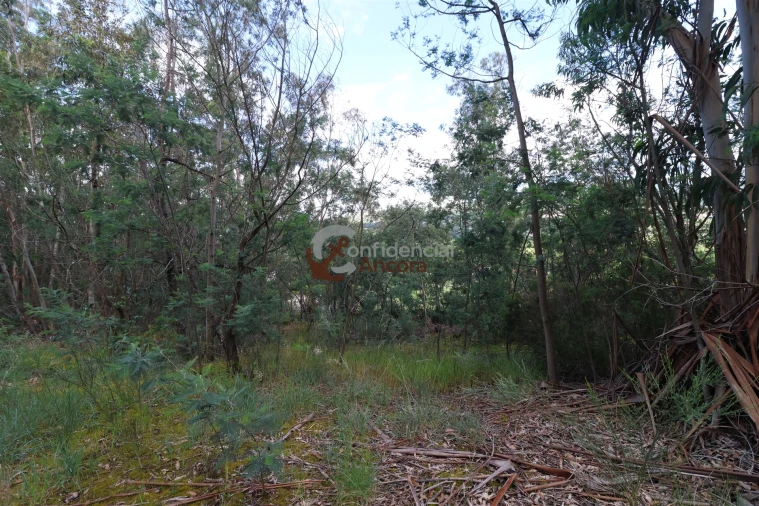 Terreno para Venda em Gouveia (São Pedro e São Julião) Foto 6