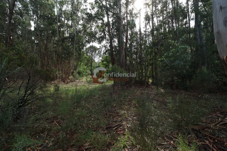 Terreno para Venda em Gouveia (São Pedro e São Julião) Foto 11