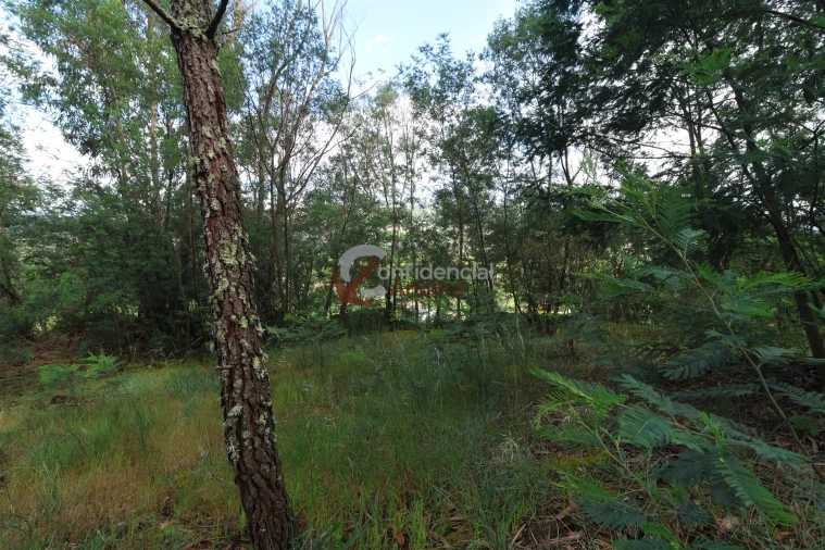 Terreno para Venda em Gouveia (São Pedro e São Julião) Foto 5