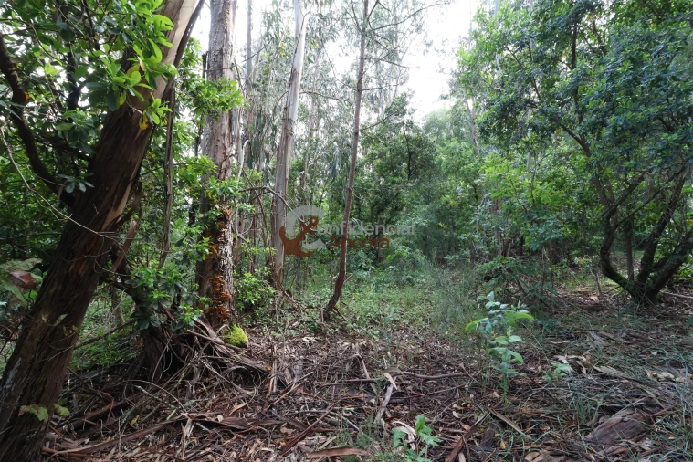 Terreno para Venda em Gouveia (São Pedro e São Julião) Foto 4