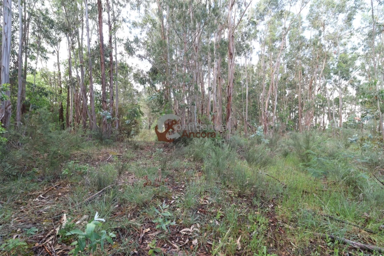 Terreno para Venda em Gouveia (São Pedro e São Julião) Foto 3