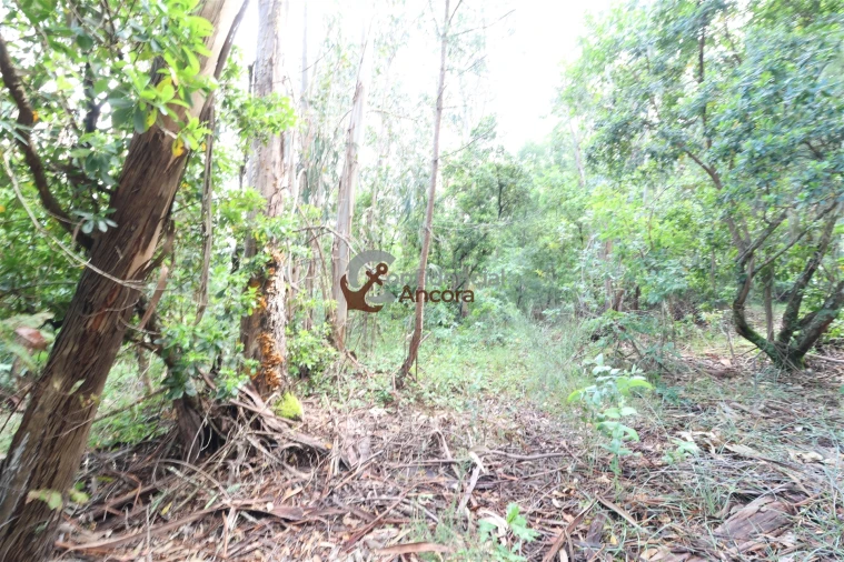 Terreno para Venda em Gouveia (São Pedro e São Julião) Foto 16