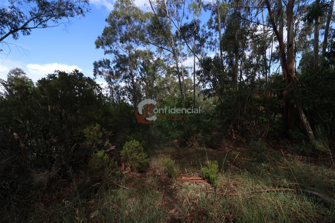 Terreno para Venda em Gouveia (São Pedro e São Julião) Foto 10