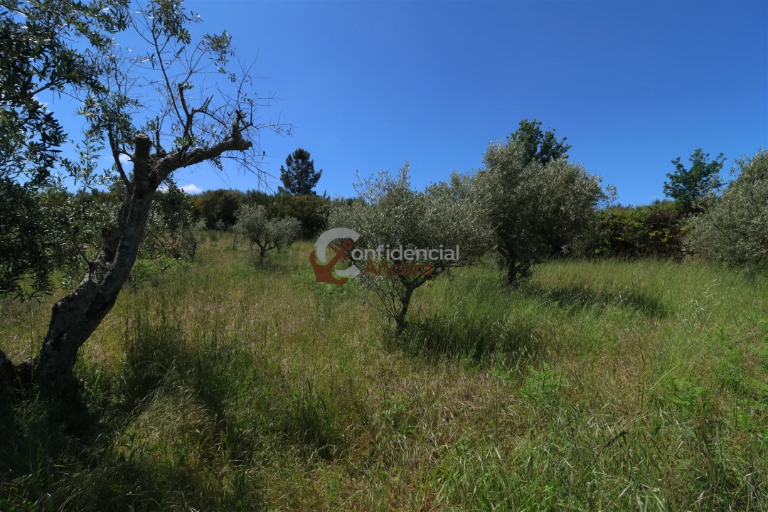 Terreno para Venda em São Paio Foto 28