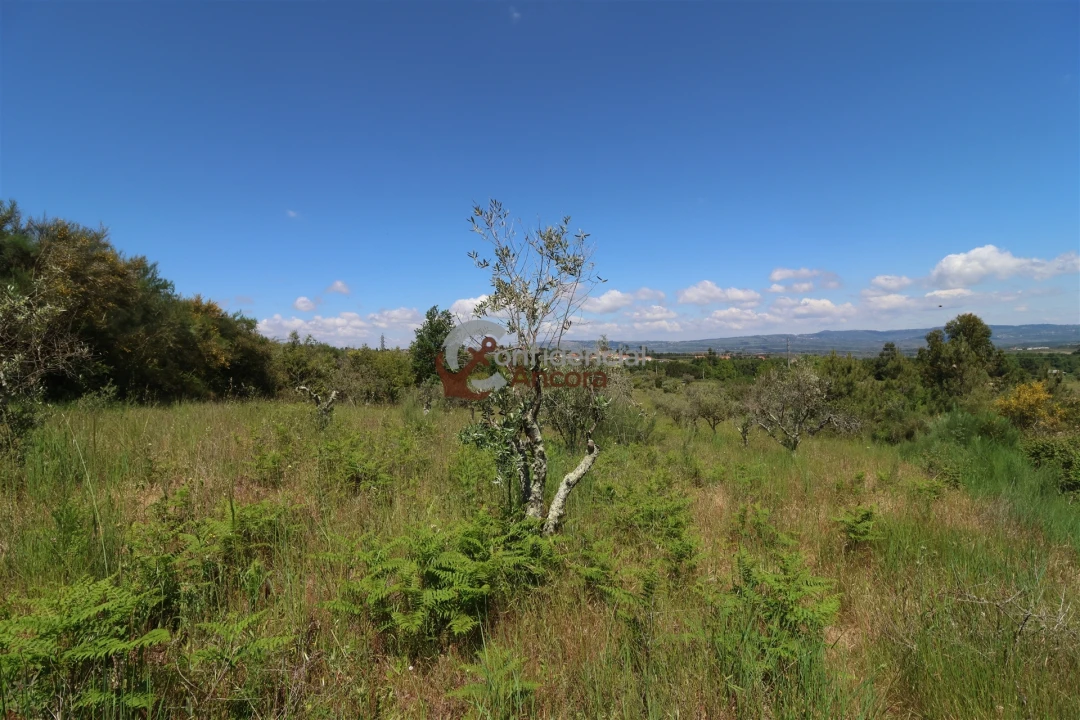 Terreno para Venda em São Paio Foto 30