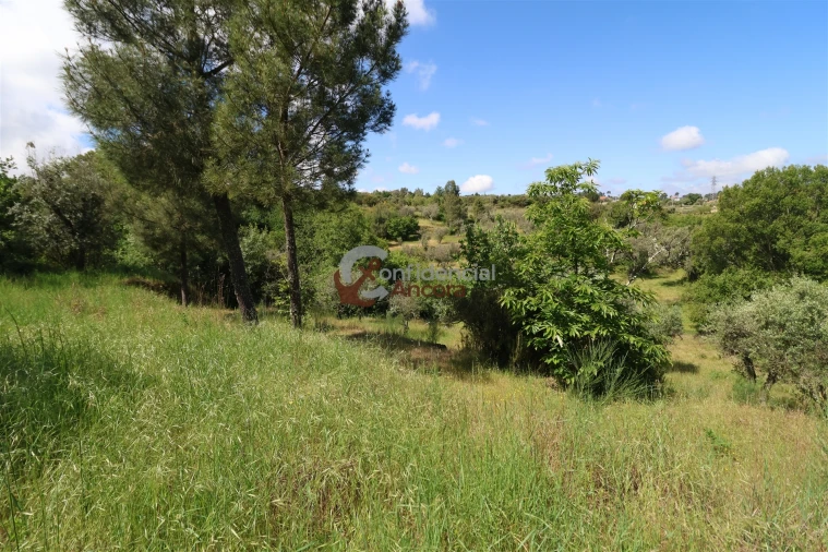 Terreno para Venda em São Paio Foto 17