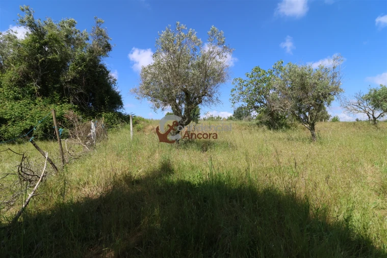 Terreno para Venda em São Paio Foto 5