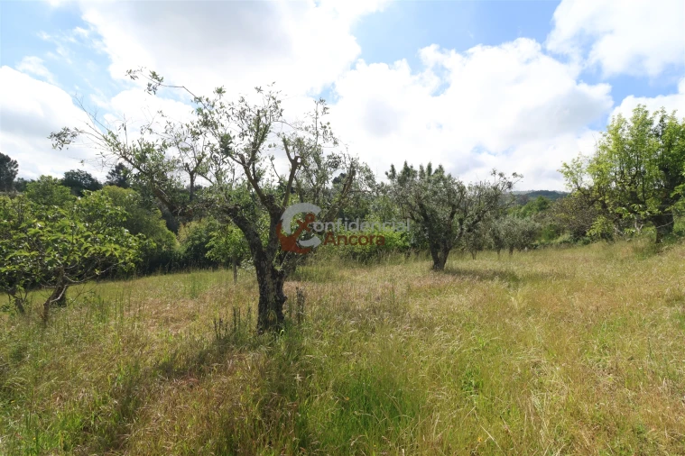 Terreno para Venda em São Paio Foto 4