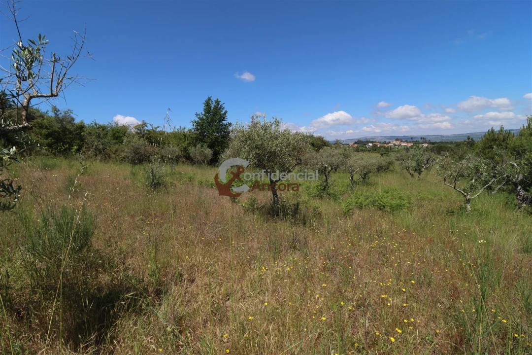 Terreno para Venda em São Paio Foto 31