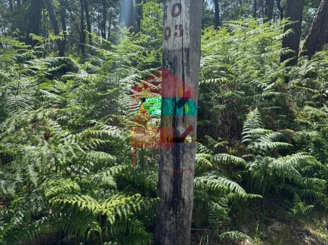 Terreno para Venda em Campo do Geres Foto 37