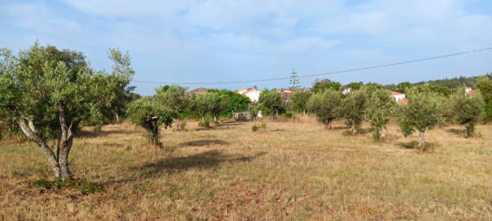 Terreno para Venda em Mação, Penhascoso e Aboboreira Foto 6