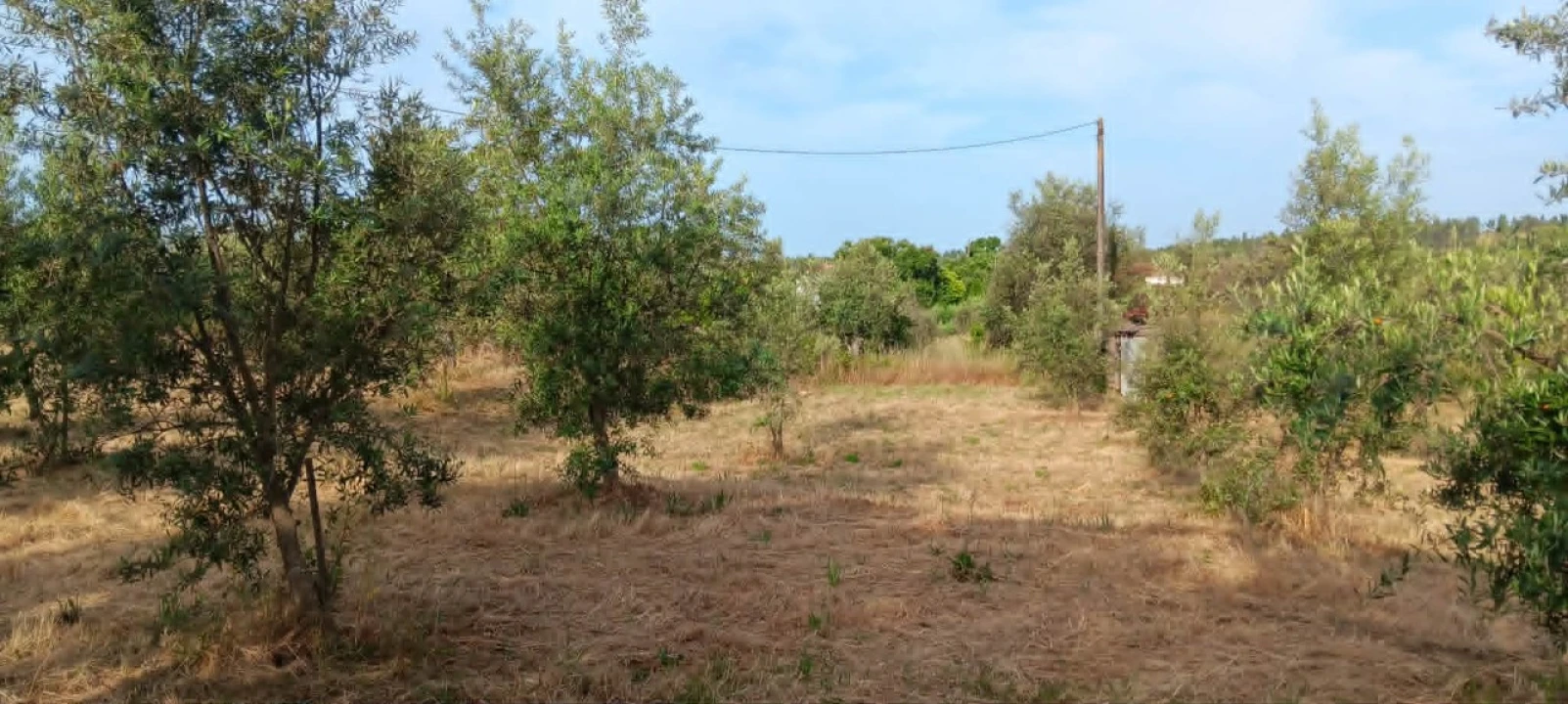 Terreno para Venda em Mação, Penhascoso e Aboboreira Foto 10