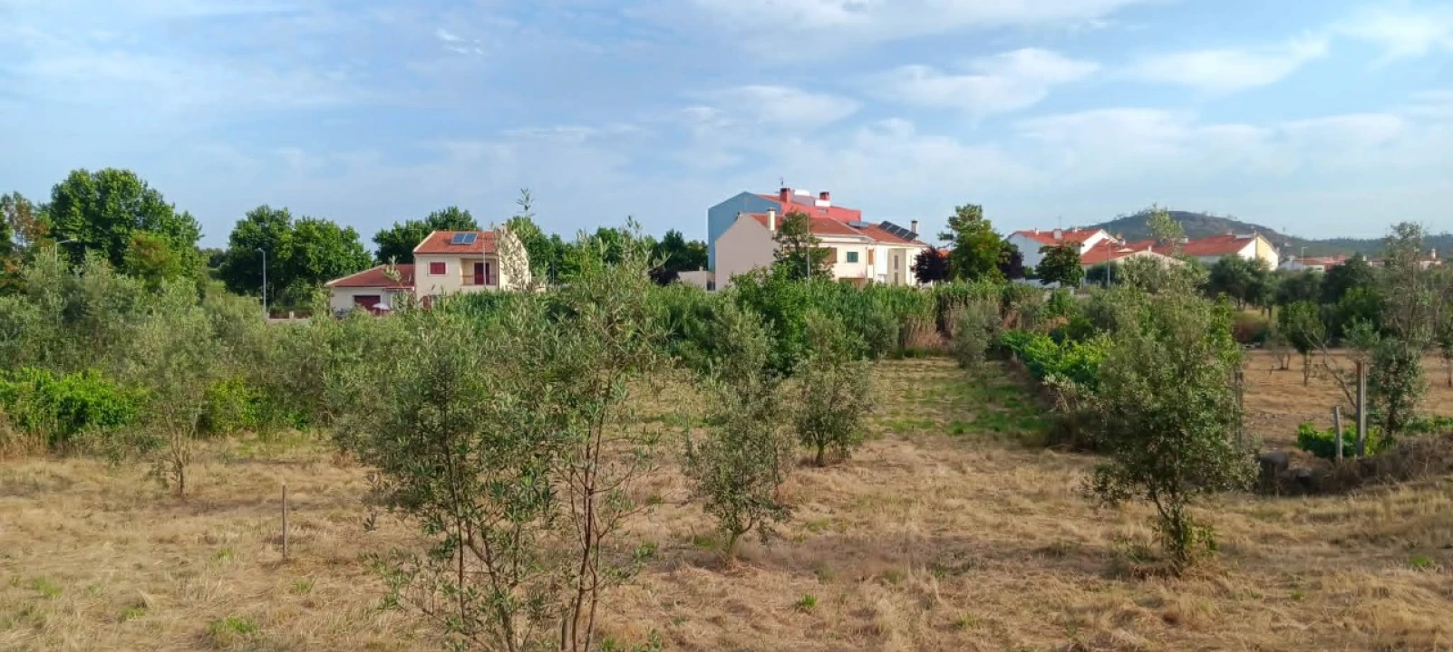 Terreno para Venda em Mação, Penhascoso e Aboboreira Foto 11