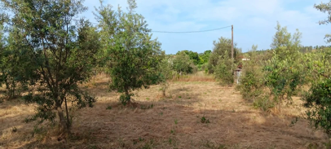 Terreno para Venda em Mação, Penhascoso e Aboboreira Foto 10