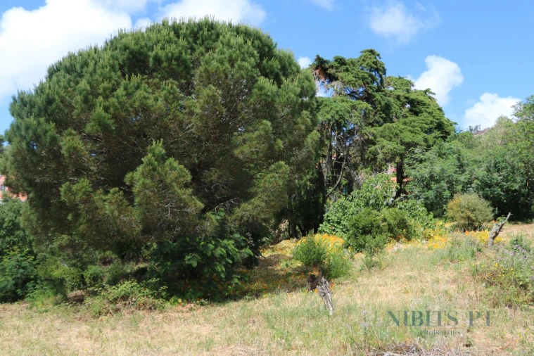 Terreno para Venda em Alcabideche Foto 6
