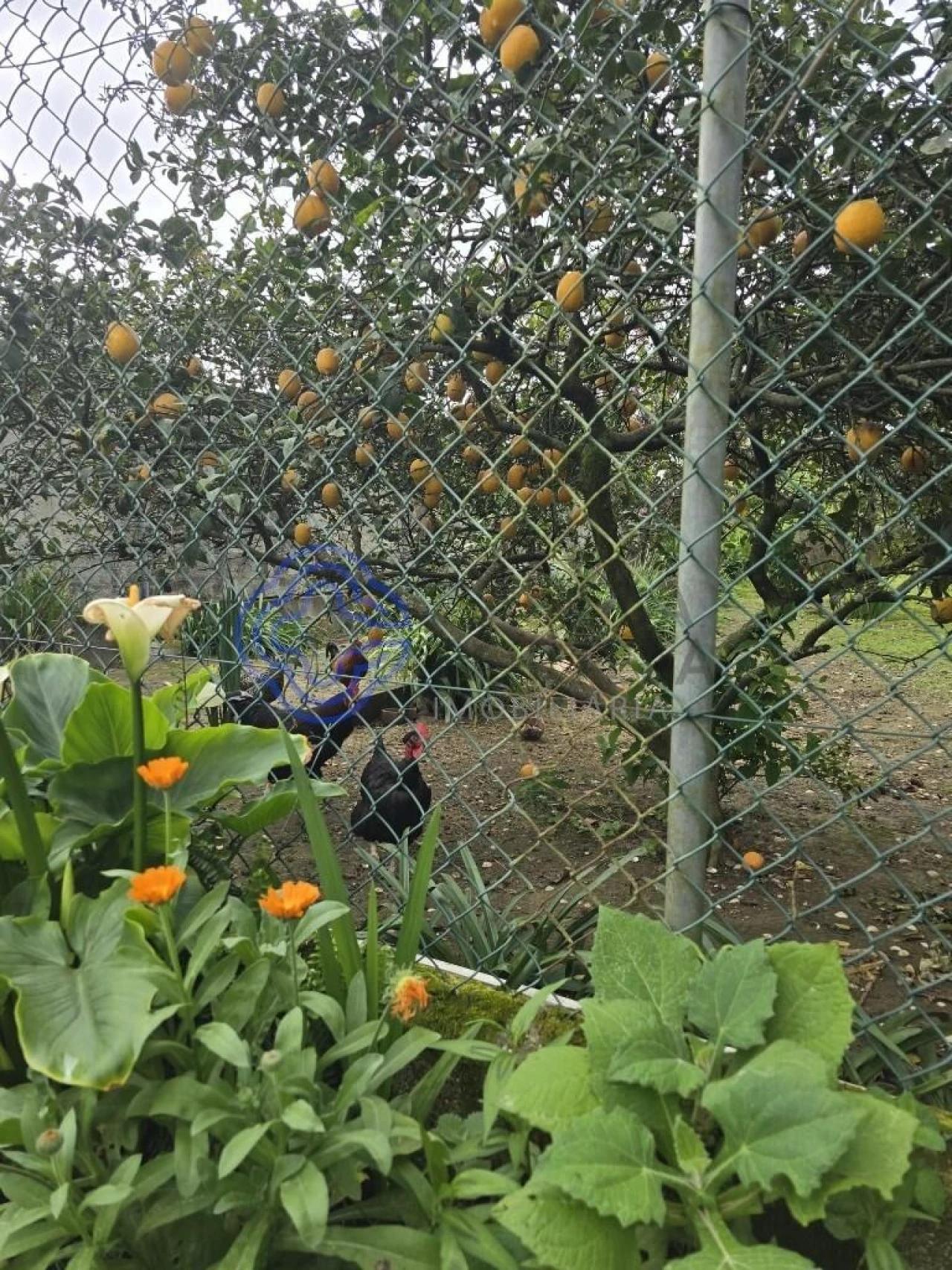 Moradia T3 para Venda em Ovar, São João, Arada e São Vicente de Pereira Jusã Foto 8