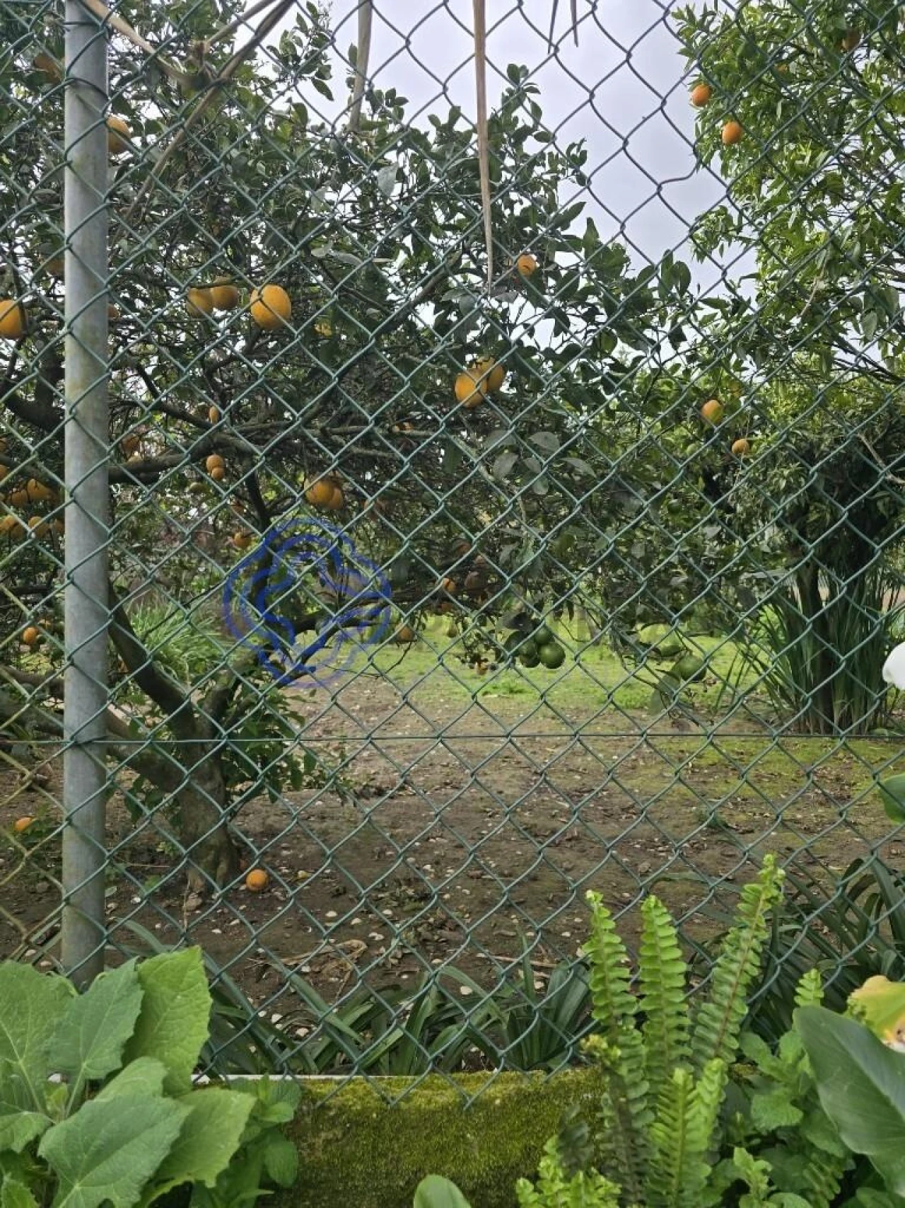 Moradia T3 para Venda em Ovar, São João, Arada e São Vicente de Pereira Jusã Foto 12