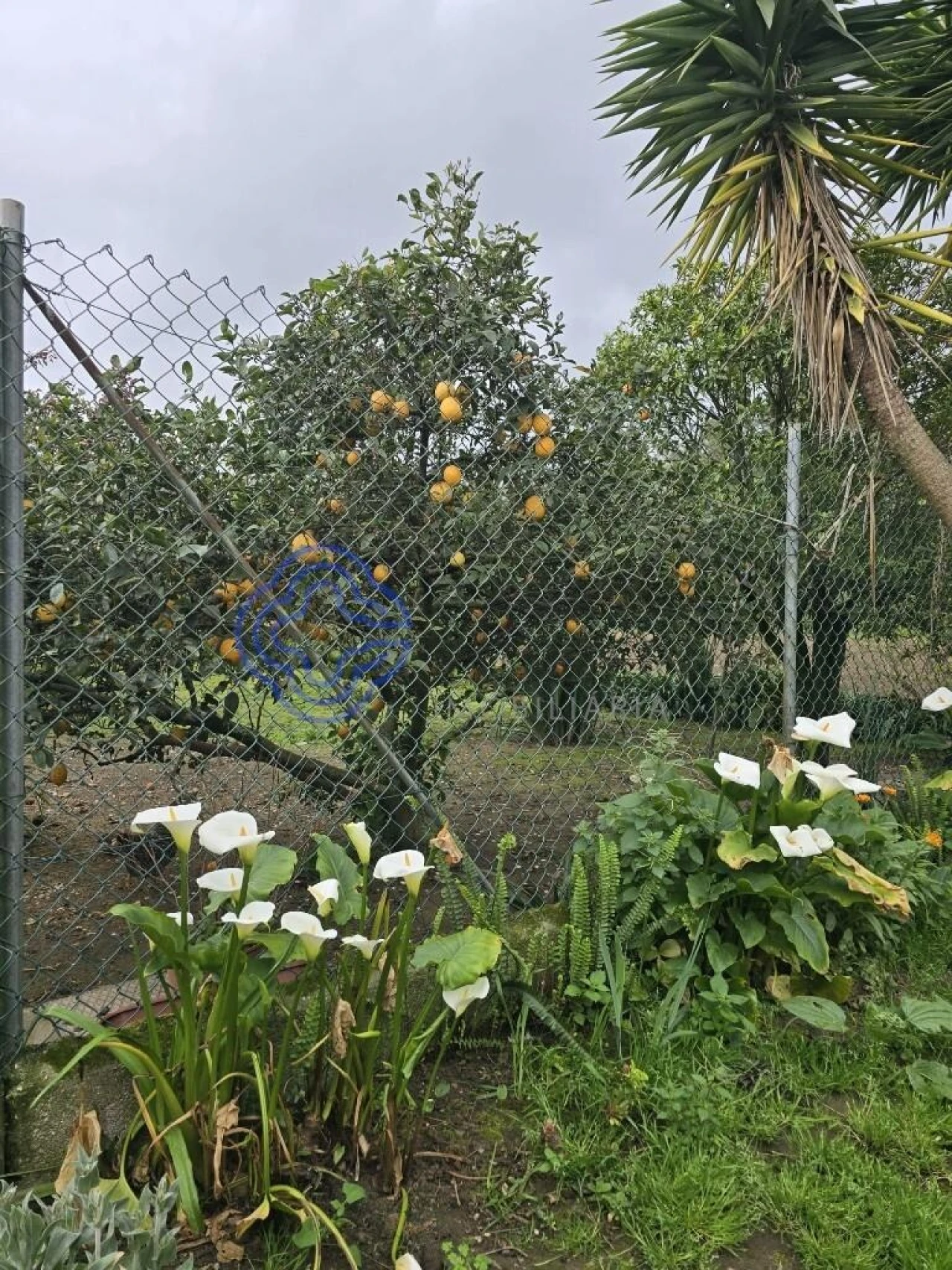 Moradia T3 para Venda em Ovar, São João, Arada e São Vicente de Pereira Jusã Foto 10