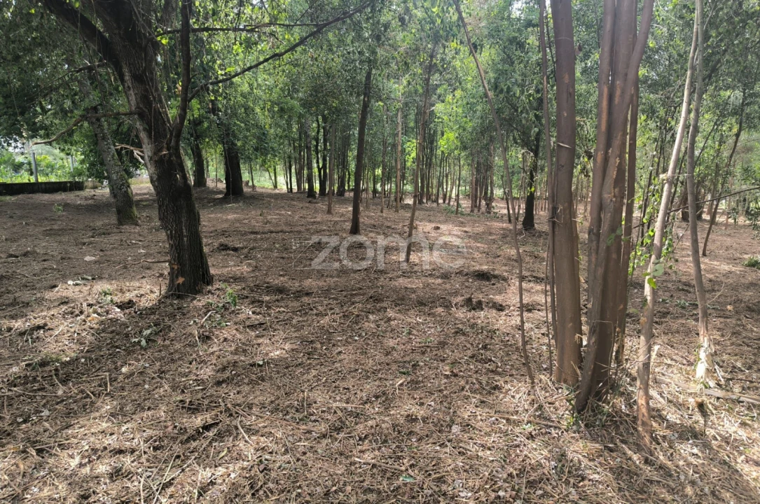 Terreno para Venda em Lago Foto 6