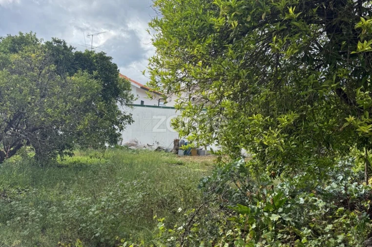 Terreno para Venda em Santo Antonio dos Olivais Foto 13