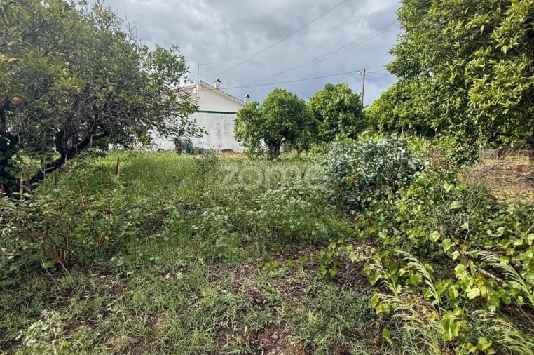 Terreno para Venda em Santo Antonio dos Olivais Foto 9