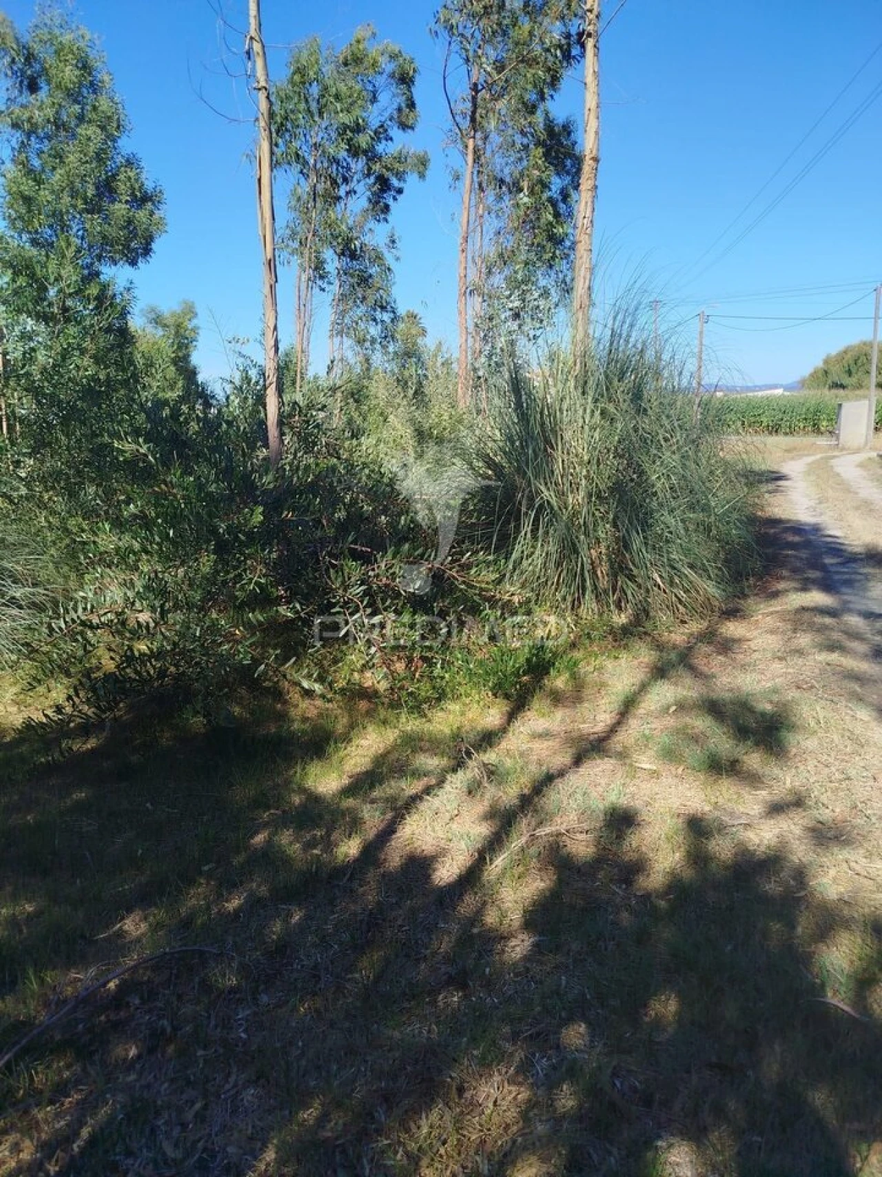 Terreno para Venda em Ovar, São João, Arada e São Vicente de Pereira Jusã Foto 6