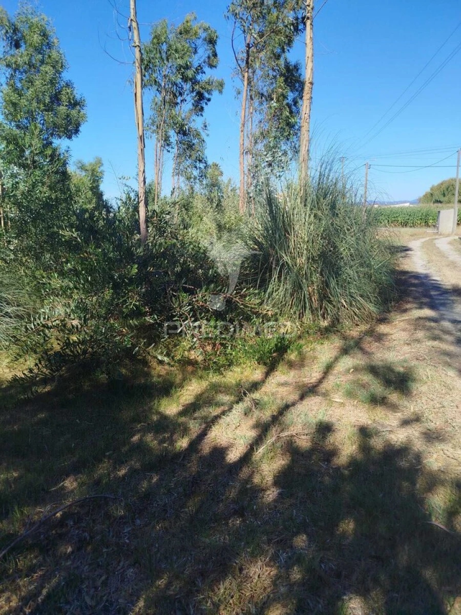 Terreno para Venda em Ovar, São João, Arada e São Vicente de Pereira Jusã Foto 9