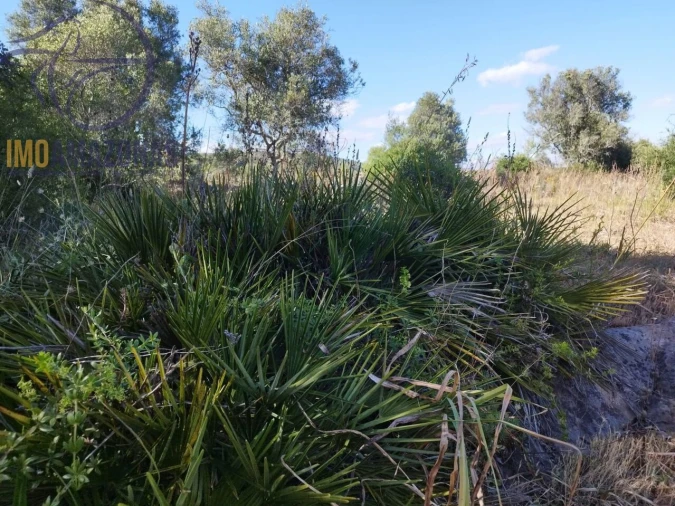 Terreno para Venda em São Bartolomeu de Messines Foto 12