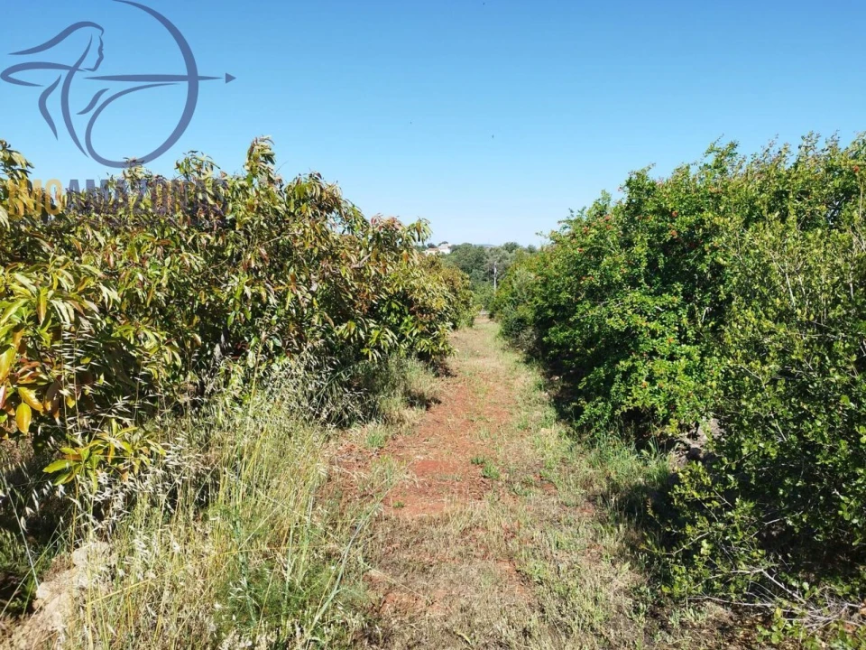 Moradia T1 para Venda em São Bartolomeu de Messines Foto 15