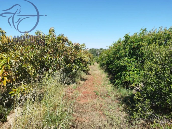 Moradia T1 para Venda em São Bartolomeu de Messines Foto 15