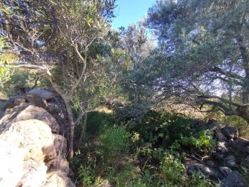 Terreno para Venda em São Bartolomeu de Messines