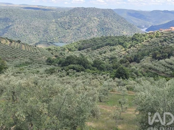 Terreno para Venda em Freixo de Espada a Cinta e Mazouco