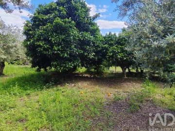 Terreno para Venda em Freixo de Espada a Cinta e Mazouco
