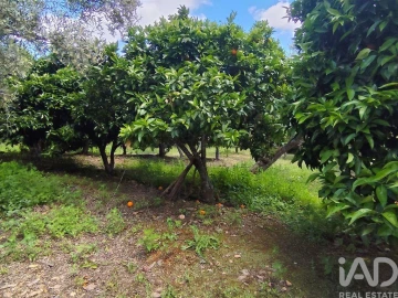 Terreno para Venda em Freixo de Espada a Cinta e Mazouco