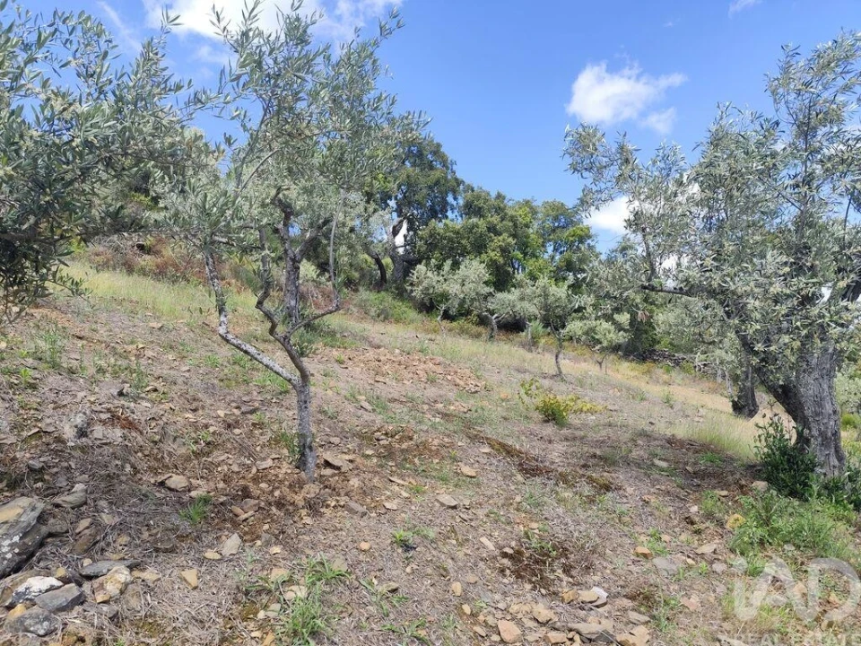Terreno para Venda em Freixo de Espada a Cinta e Mazouco Foto 10