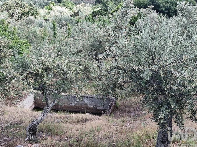 Terreno para Venda em Freixo de Espada a Cinta e Mazouco Foto 7