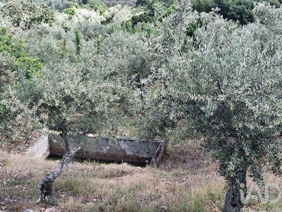 Terreno para Venda em Freixo de Espada a Cinta e Mazouco Foto 7