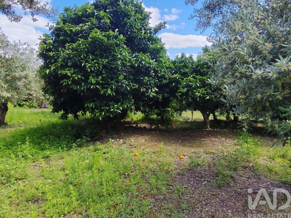 Terreno para Venda em Freixo de Espada a Cinta e Mazouco Foto 14