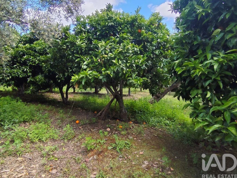 Terreno para Venda em Freixo de Espada a Cinta e Mazouco Foto 12