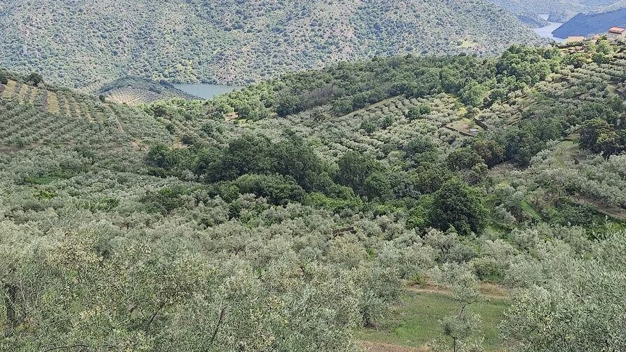 Terreno para Venda em Freixo de Espada a Cinta e Mazouco