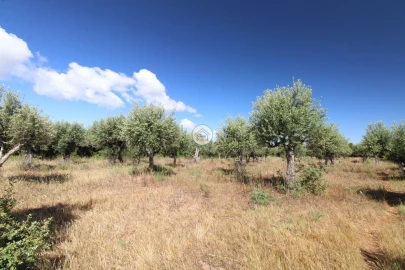 Terreno para Venda em Borba (Matriz)