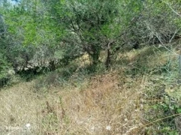 Terreno para Venda em Santa Maria e São Miguel, São Martinho, São Pedro Penaferrim