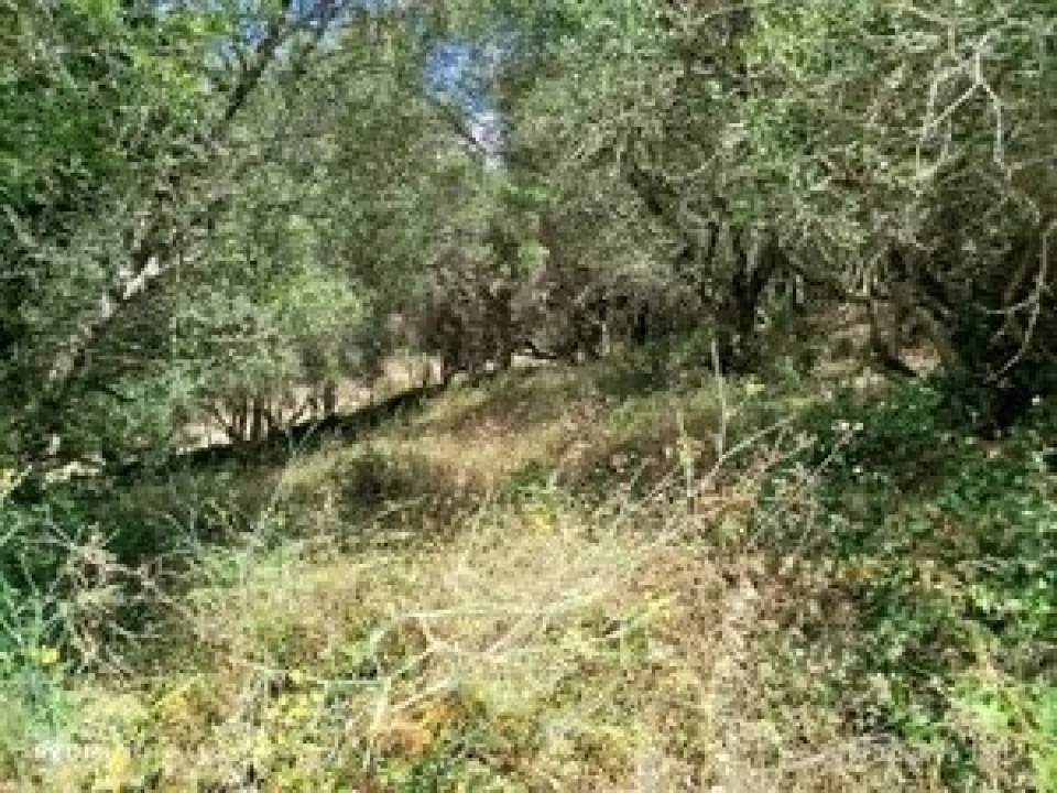 Terreno para Venda em Santa Maria e São Miguel, São Martinho, São Pedro Penaferrim Foto 4