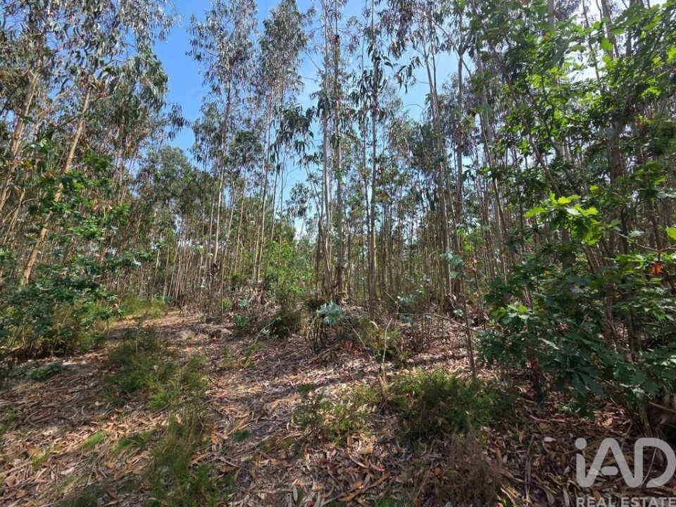 Terreno para Venda em São Joaninho Foto 5