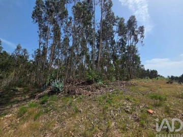 Terreno para Venda em São Joaninho
