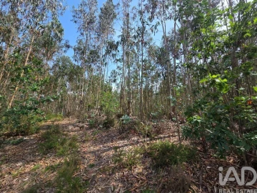 Terreno para Venda em São Joaninho