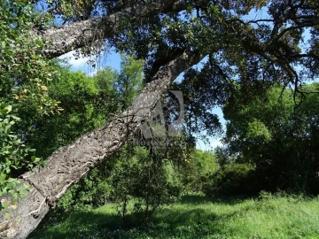 Terreno Agricola ou Rústico para Venda em Santo Andre das Tojeiras