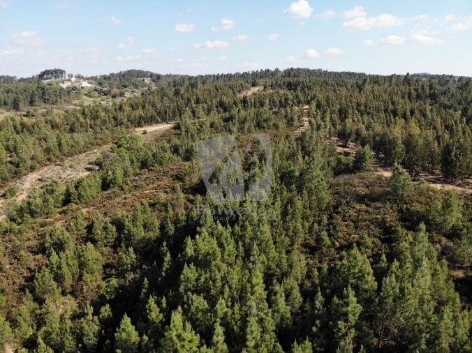Terreno Agricola ou Rústico para Venda em Santo Andre das Tojeiras Foto 13