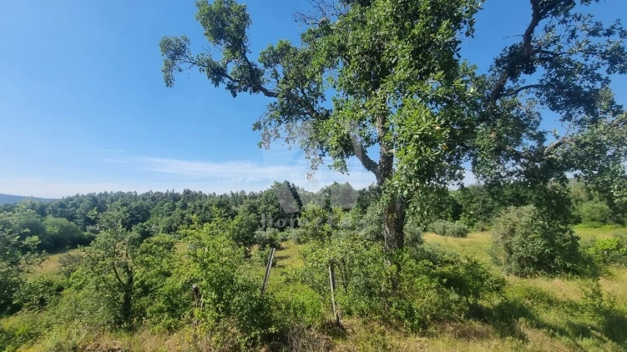 Terreno Agricola ou Rústico para Venda em Santo Andre das Tojeiras Foto 48