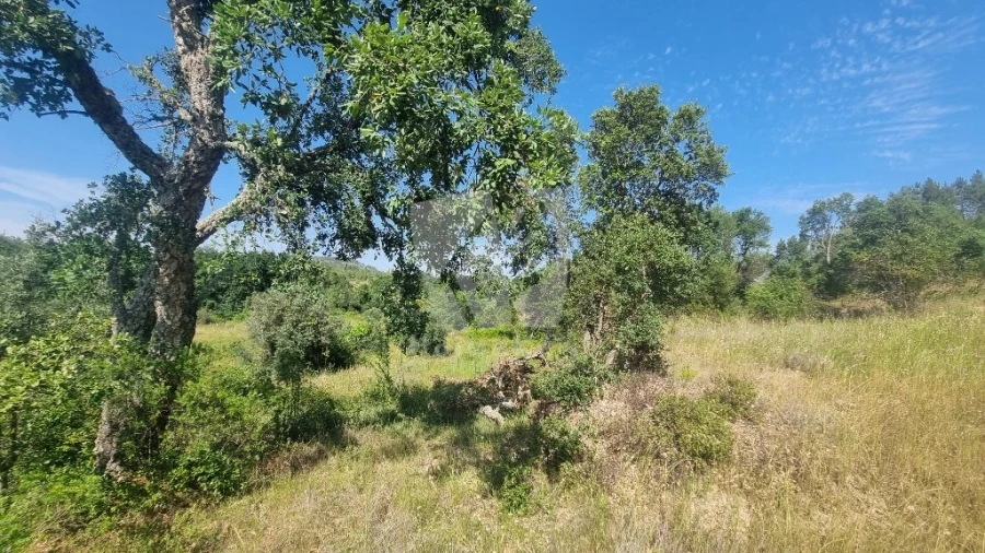 Terreno Agricola ou Rústico para Venda em Santo Andre das Tojeiras Foto 49